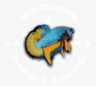 Ikan Cupang Png, Transparent Png, Free Download