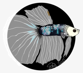 Fenris The Betta - Illustration, HD Png Download, Free Download
