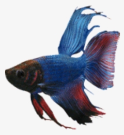 Blue Delta Tail Betta, Betta Breeding - Kampffisch Png, Transparent Png, Free Download