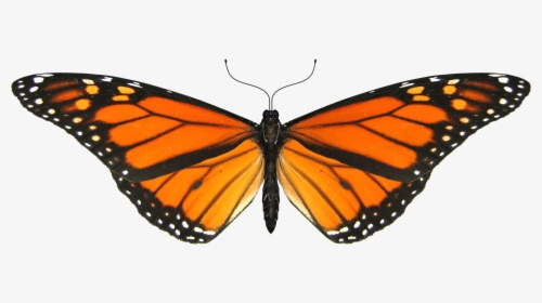 Butterfly Small Wings - Monarch Butterfly Png Gif, Transparent Png, Free Download