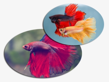 Betta Fish, HD Png Download, Free Download