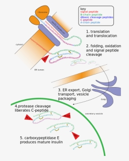 The Golgi Apparatus Modifies The Protein By Binding - Post Translational Modification Diagram, HD Png Download, Free Download