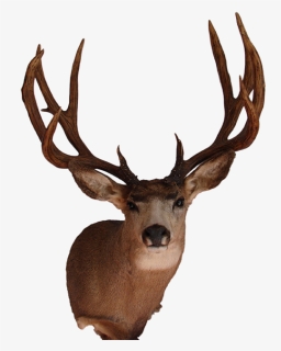 Arizona Wildlife Creations - Real Deer Head Png, Transparent Png, Free Download