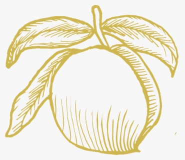 Png Royalty Free Stock Peaches Drawing Ink, Transparent Png, Free Download