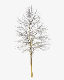 Transparent Winter Tree Png - Winter Trees Png, Png Download, Free Download