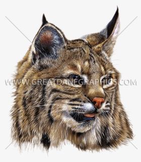 Bobcat Png, Transparent Png, Free Download
