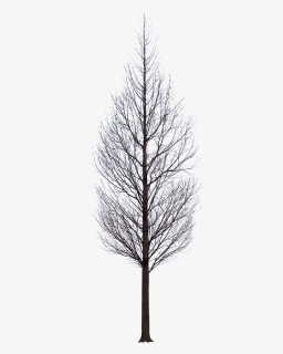 A Tree In Winter, Png V - Tree Winter For Photoshop, Transparent Png, Free Download