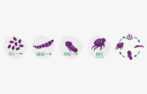 Bayer Flea Life Cycle, HD Png Download, Free Download