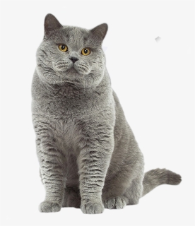 British Shorthair Cat - British Shorthair Chat, HD Png Download, Free Download