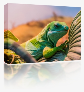Fiji Banded Iguana , Png Download - Common Iguanas, Transparent Png, Free Download
