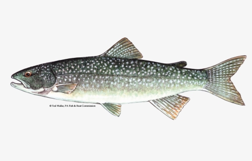 Lake Trout Png - Trout Species Lake Erie, Transparent Png, Free Download