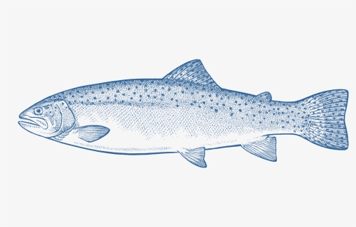Coho, HD Png Download, Free Download