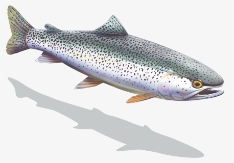Brown Trout, HD Png Download, Free Download
