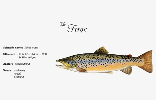 Ferox Trout - Trout, HD Png Download, Free Download