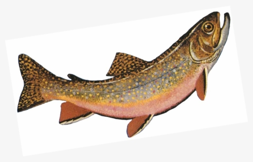 Trout - Salvelinus Fontinalis, HD Png Download, Free Download