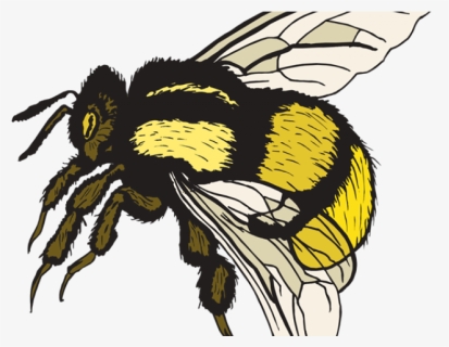 Free Bee Clipart - Bee Sting Acid Or Alkali, HD Png Download, Free Download