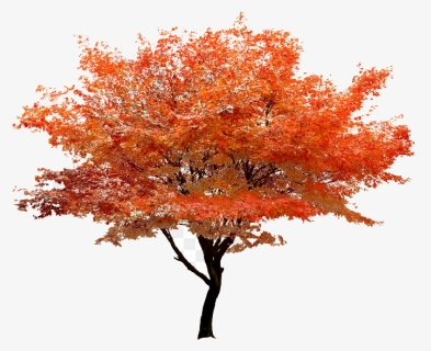 Autumn Png Transparent Image - Transparent Autumn Tree Png, Png Download, Free Download