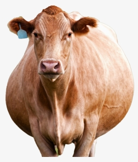 Cow Png Photo - Cattle, Transparent Png, Free Download