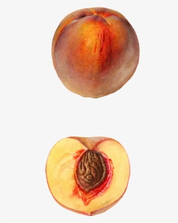 Nectarines, HD Png Download, Free Download