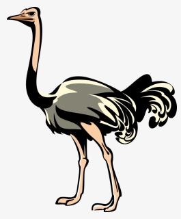 Transparent Background Ostrich Clipart, HD Png Download, Free Download