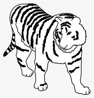 Tiger Sketch Black White, HD Png Download, Free Download