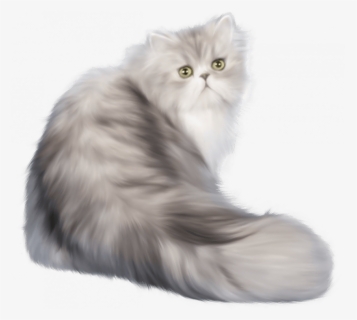White Pussy Cat Png, Transparent Png, Free Download