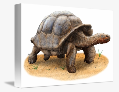 Thumb Image - Galápagos Tortoise, HD Png Download, Free Download