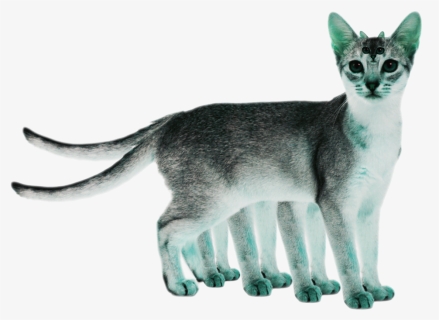 White Abyssinian Cat , Png Download - Cat White Background Png, Transparent Png, Free Download