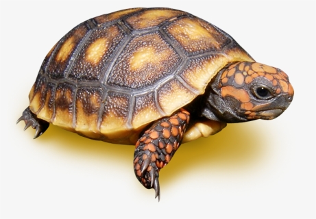Red Footed Tortoise - Red Footed Tortoise Transparent, HD Png Download, Free Download