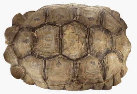 Real Sulcata Tortoise Skeleton And Shell - Sulcata Tortoise Top View Png, Transparent Png, Free Download