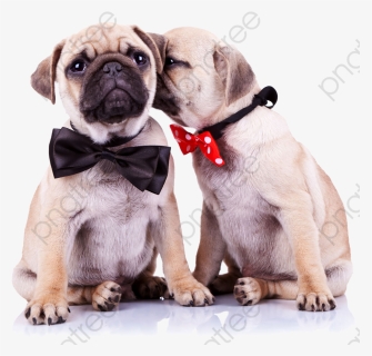 Transparent Pug Face Clipart - Dog Grooming Recommend A Friend, HD Png Download, Free Download