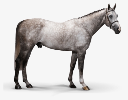 Hamilton - Stallion, HD Png Download, Free Download