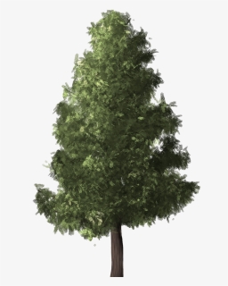 Evergreen Png Transparent Image - Conifers Non Flowering Plants, Png Download, Free Download
