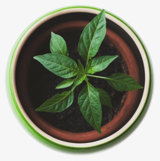 Plant Top View Png , Png Download - Plant Top View Png, Transparent Png, Free Download