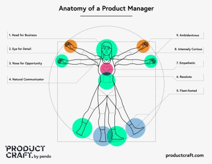 Anatomy Of A Product Manager, HD Png Download, Free Download