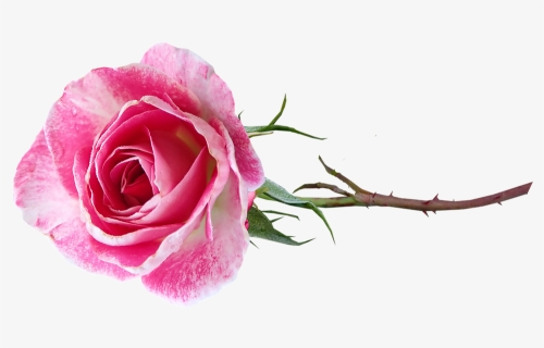 Long Stem Pink Rose Transparent Background, HD Png Download, Free Download
