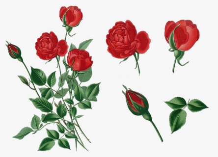 Red Printable Rose, HD Png Download, Free Download