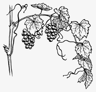 Grapes Tree Drawing Easy, HD Png Download, Free Download