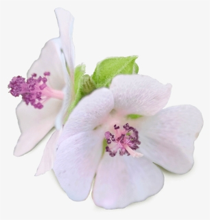 Marshmallow - Artificial Flower, HD Png Download, Free Download