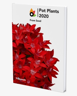 Catalogue - Poinsettia, HD Png Download, Free Download
