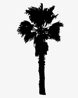 Palm Tree - Palm Trees, HD Png Download, Free Download