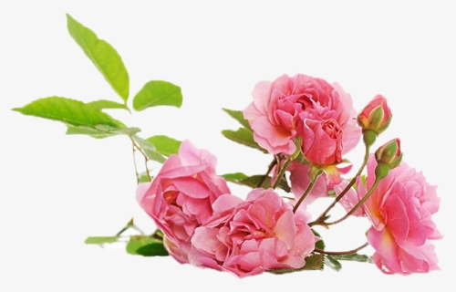 Damask Rose Dior, HD Png Download, Free Download