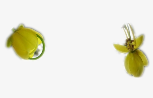 Thumb Image - Konnapoo Images Png, Transparent Png - kindpng