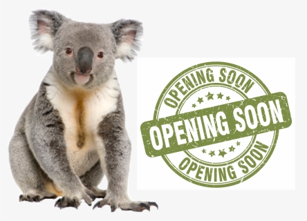 Png Koala, Transparent Png, Free Download