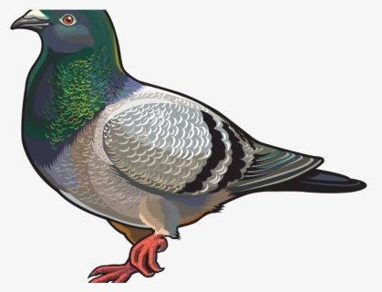 Pigeon Png Transparent Images - Pigeons Clipart Transparent, Png Download, Free Download