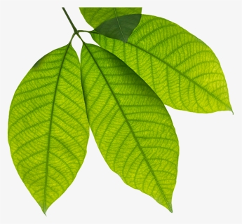 Rubber Trees Leaves, HD Png Download, Free Download