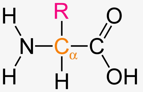 Amino Acid Structure Png Image - Alpha Amino Acid General Formula, Transparent Png, Free Download
