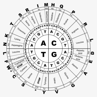 Rna Genetic Code, HD Png Download, Free Download