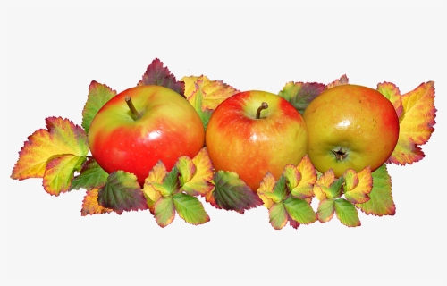 Fruit, Apples, Autumn, Leaves, Food, Harvest Festival - Apples And Fall Leaves, HD Png Download, Free Download