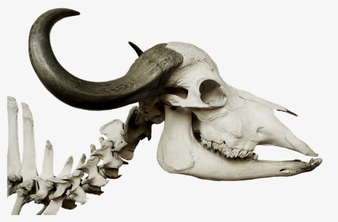 Stone Age Animal Skulls, HD Png Download, Free Download